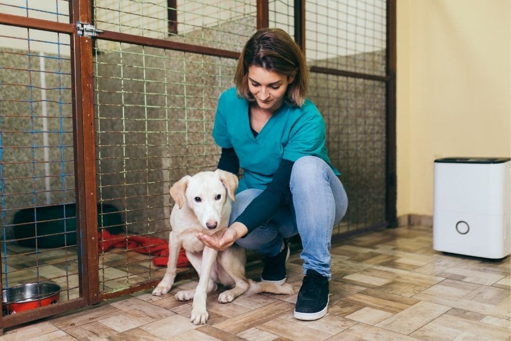 Mat for dog shelters 