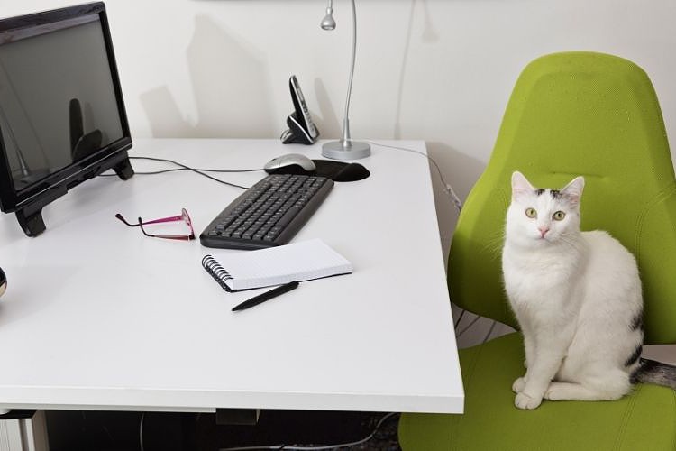 Cat & office chair 