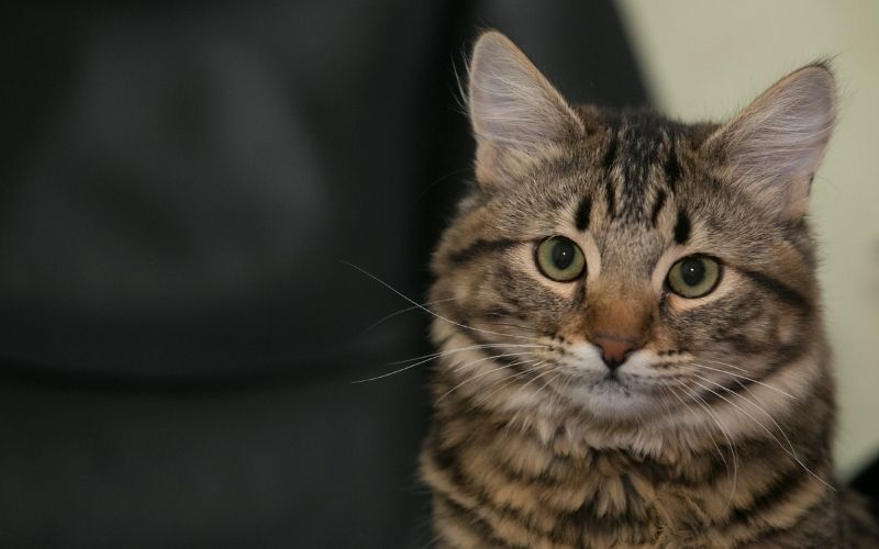 cat on the chair 