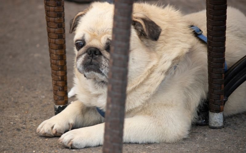 Anxiety dog hiding under chair