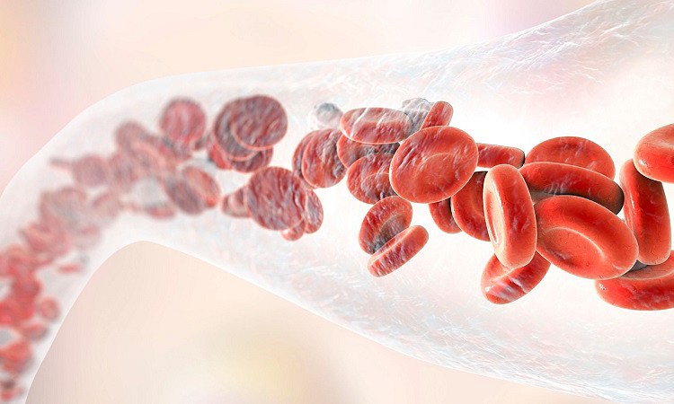 Blood vessel with blood cells