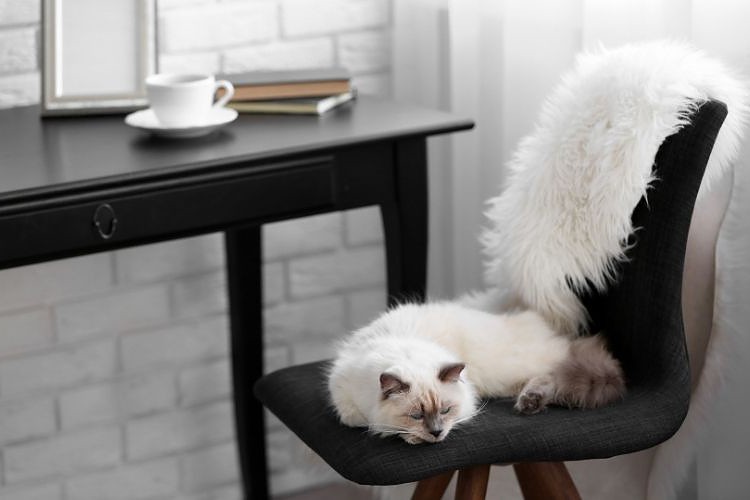 Cat lying on chair in a modern room