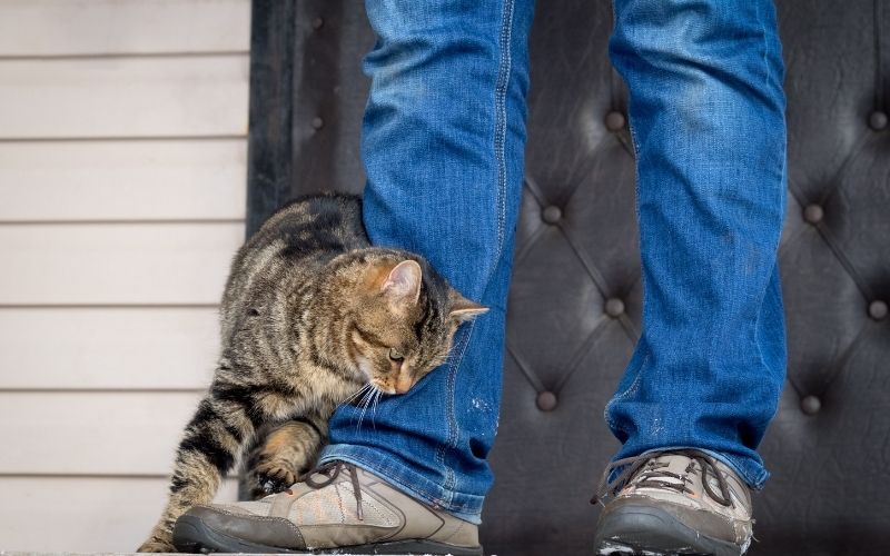 Cat rubs against human leg
