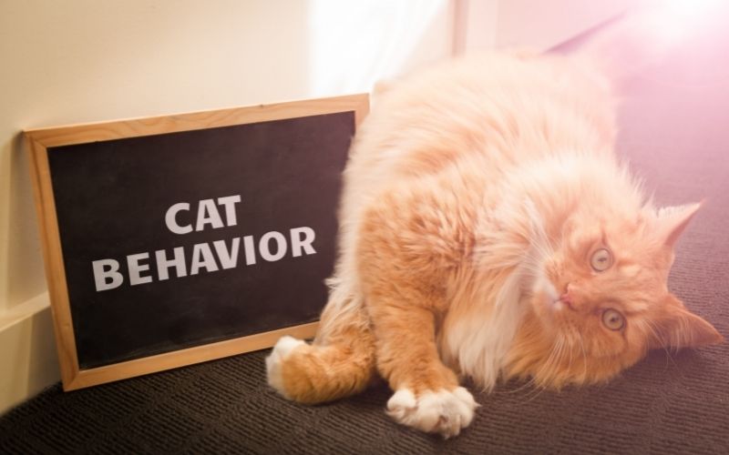 Cat with cat behavior sign board