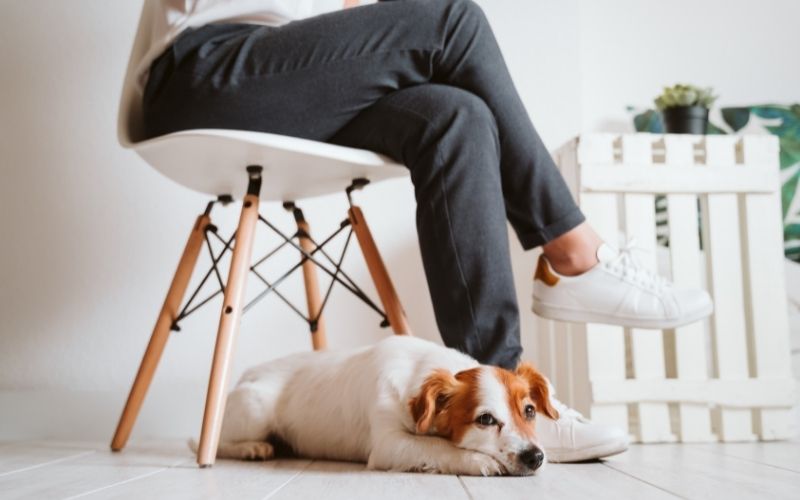 Dog lying safely under chair