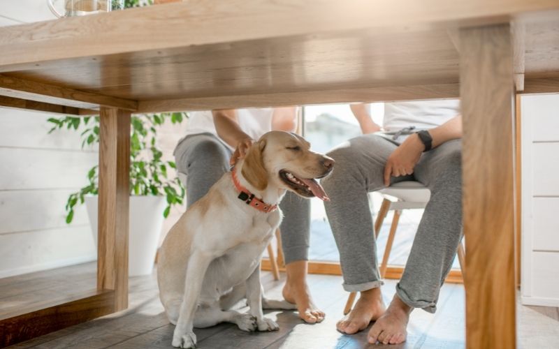 Dog under table with people sitting on chair