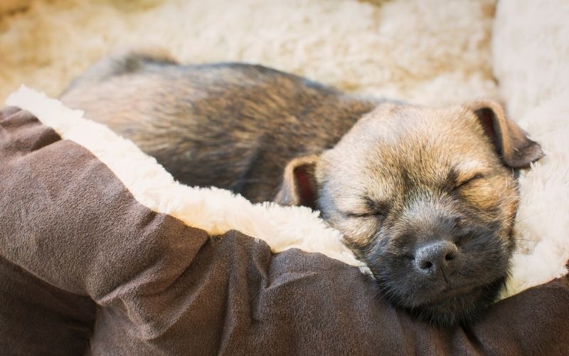 Peacefully sleeping puppy in dog bed