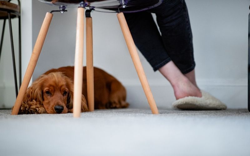 Woman sitting with dog under her chair