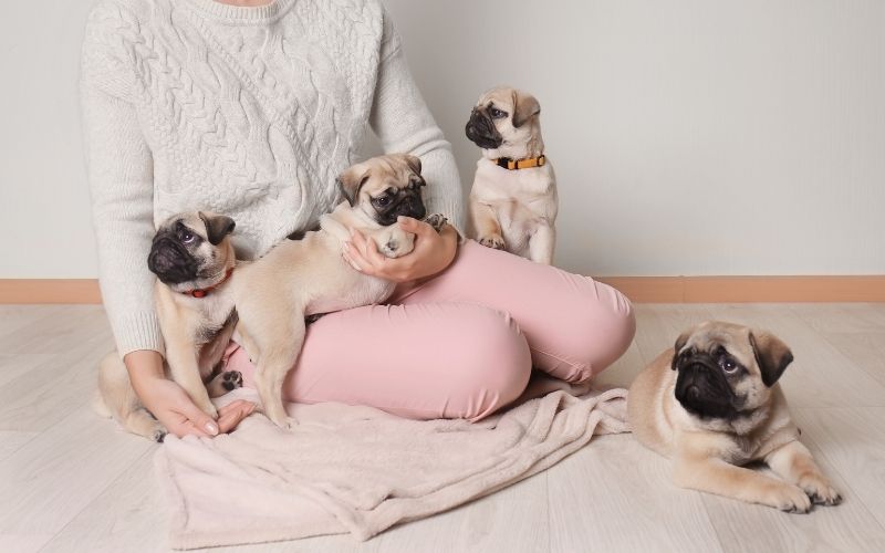 Woman side sitting and playing with dogs on the floor