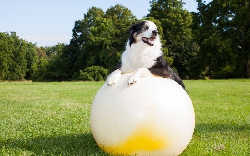 exercise ball & dogs 