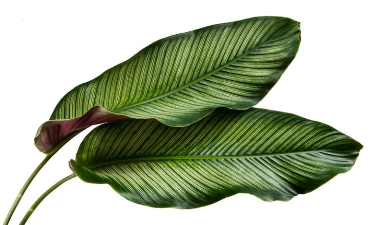 What Are Leaf Arms?